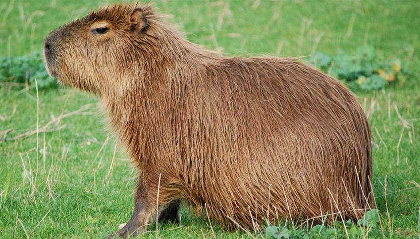 Il capibara Il capibara